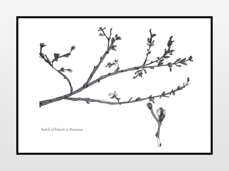 sketch of branch in Provence