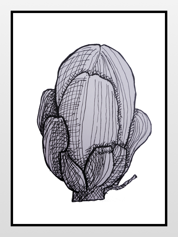 ketch of purple baby artichoke