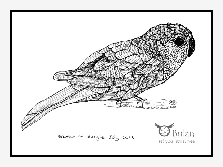 Sketch of budgie