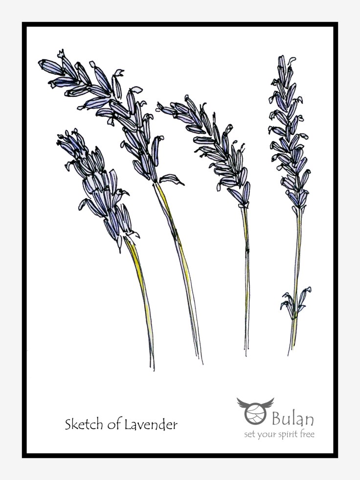 Sketch of flower Lavender
