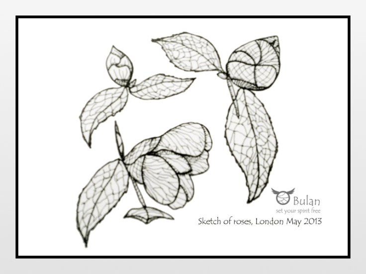 Sketch of rosebuds in the garden