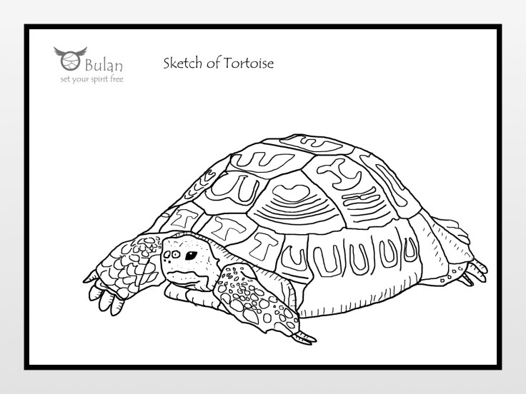 Sketch of tortoise