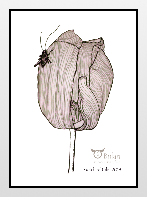 Sketch of tulip and grasshopper