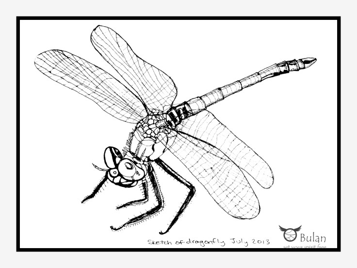 Sketch of Dragonfly