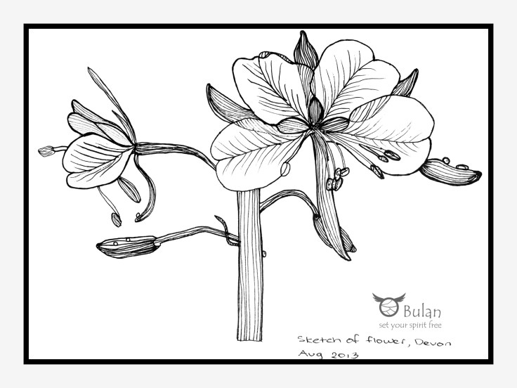 Sketch of flower