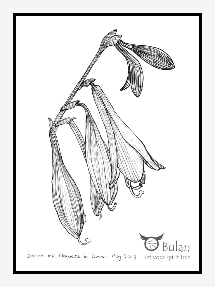 Sketch of flower
