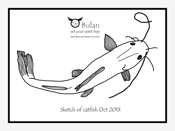 Malaysian freshwater catfish