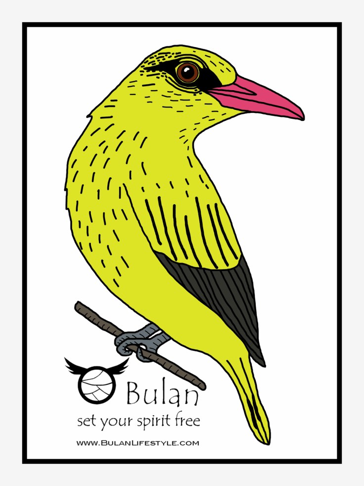 Kip Kip the oriole bird in colour