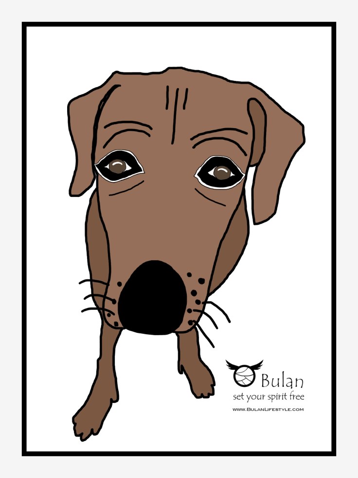 Kobe the Rhodesian ridgeback