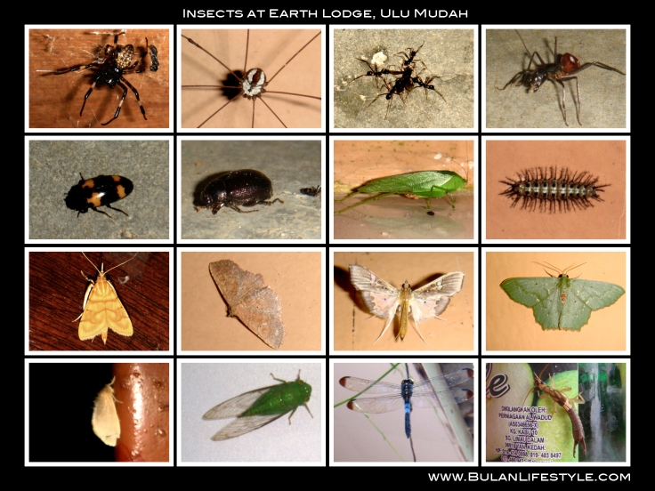 Insects found in the lodge in one night