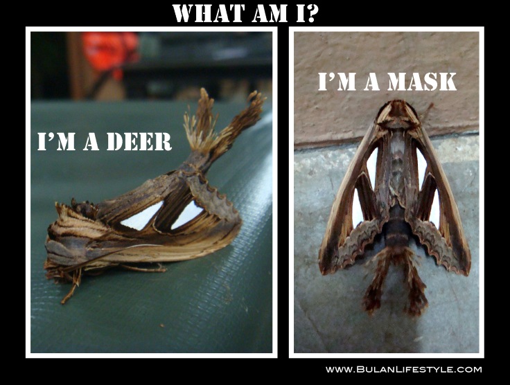 Moth that looks like a deer and mask