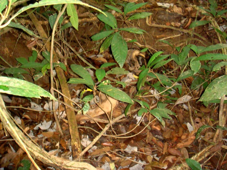 Tapir skull remains. Shot by illegal hunters