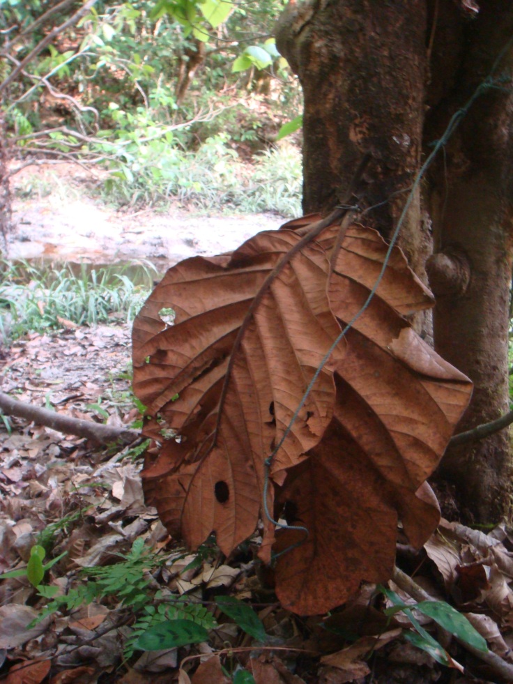 Poachers covered camera with giant leaves