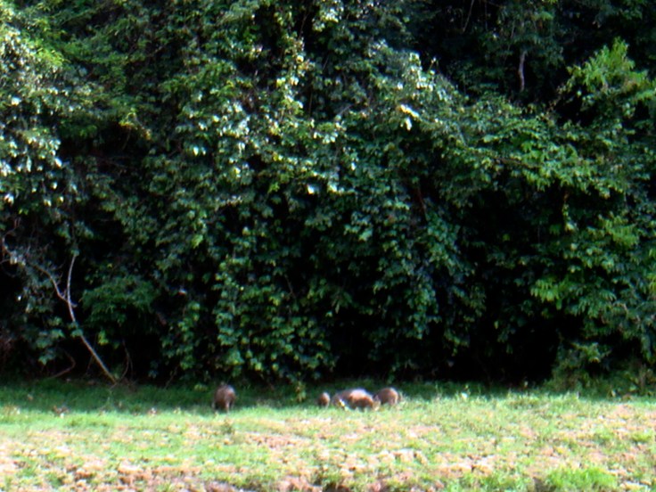 Family of wild boars