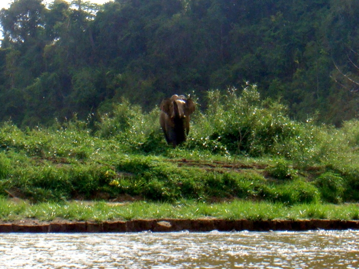 Wild male elephant