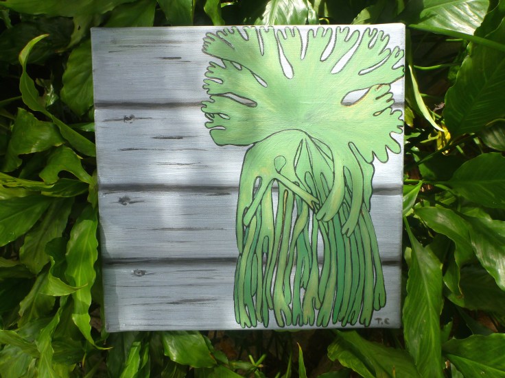 Stanley the staghorn fern