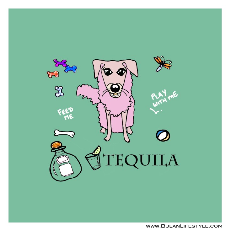 Tequila the dog