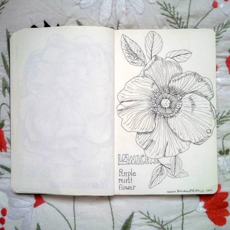 Sketch of Purple mint flower