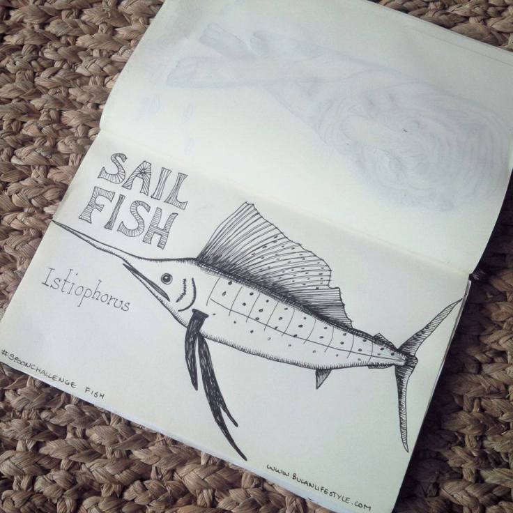 sailfish drawing