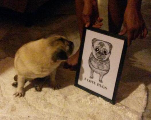 Wrinkles the Pug seeing her sketch I did for the first time