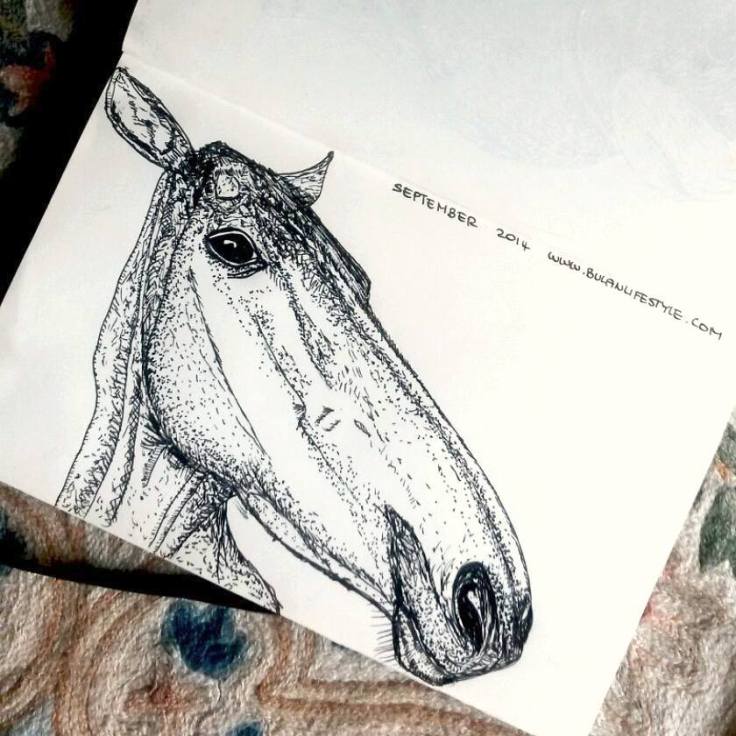 Sketch of Polo Pony