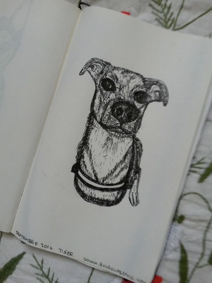 sketch of labrador