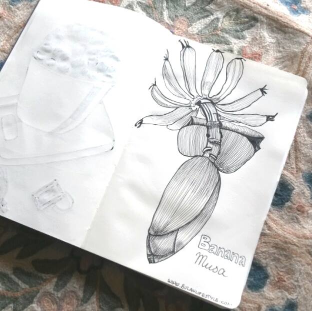 banana musa drawing