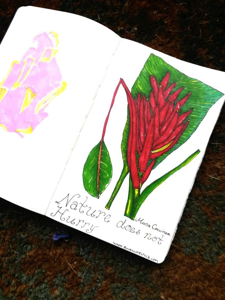 Botanical illustration. Musa Coccinea