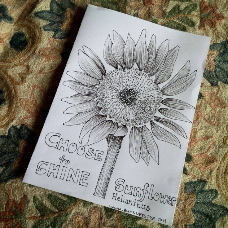 Sunflower botanical illustration