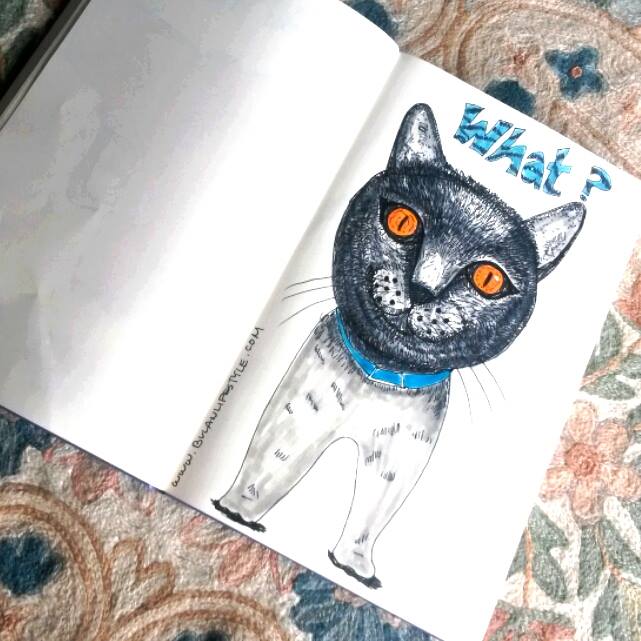 cat drawing