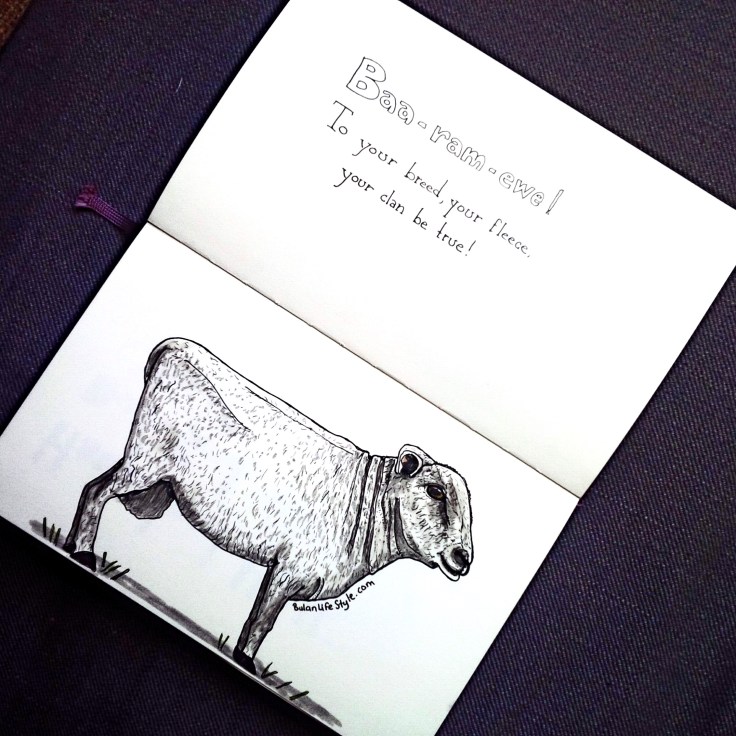 Drawing of a British sheep, Oxford