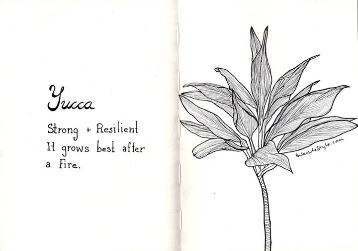 Yucca Plant drawing