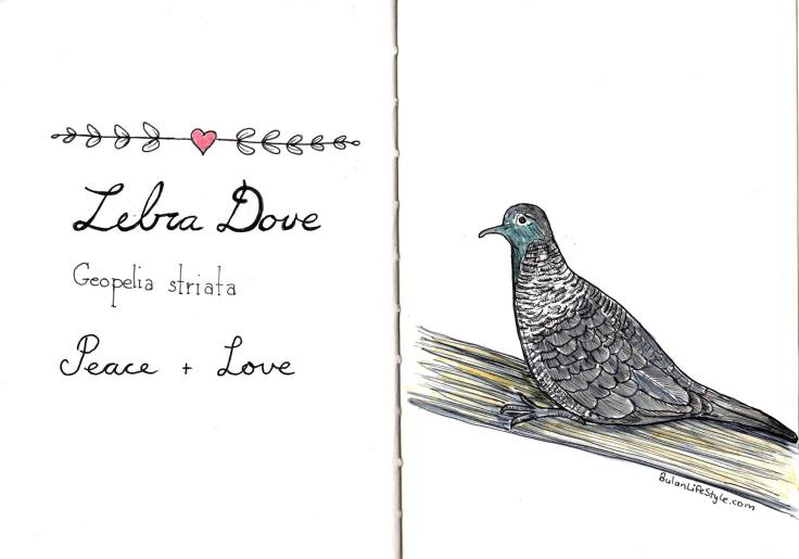 Zebra Dove. Love and Peace