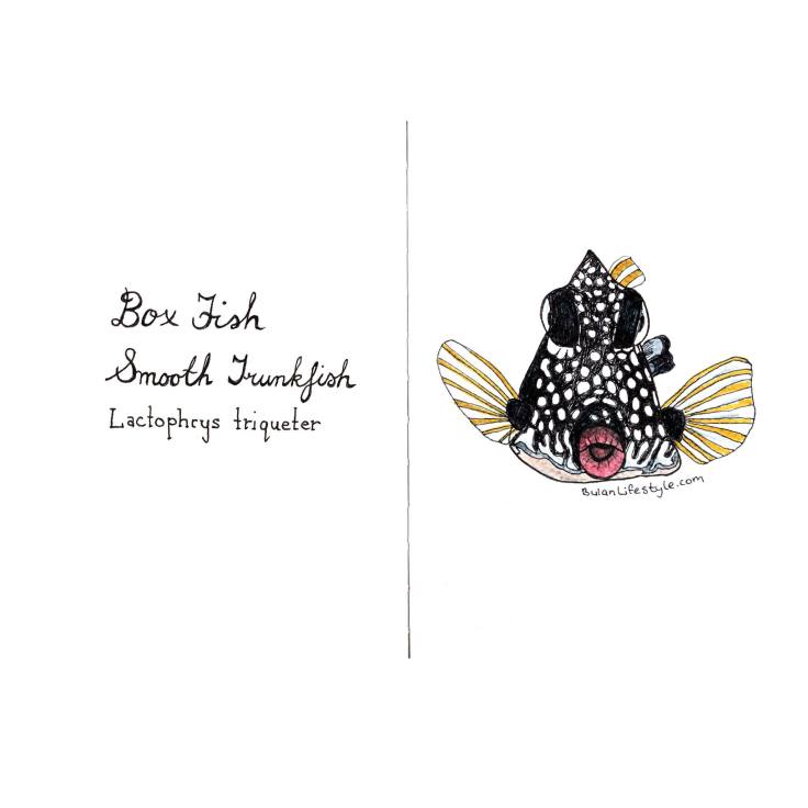 Smooth Trunkfish Boxfish Lactophrys triqueter