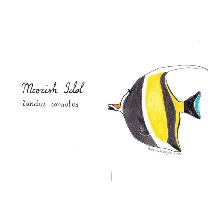 Moorish Idol Tropical reef fish
