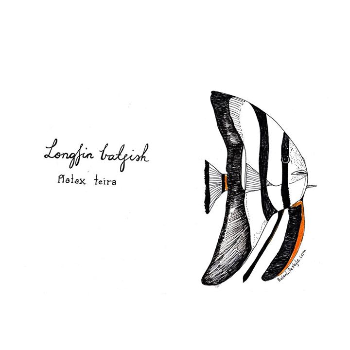 Batfish (Platax Teira) 