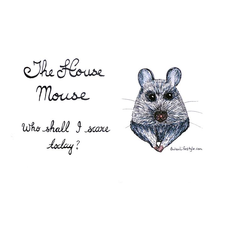 House mouse: Who shall I scare today?