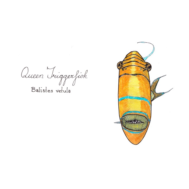 Balistes vetula, the queen triggerfish or old wife, is a reef dwelling triggerfish