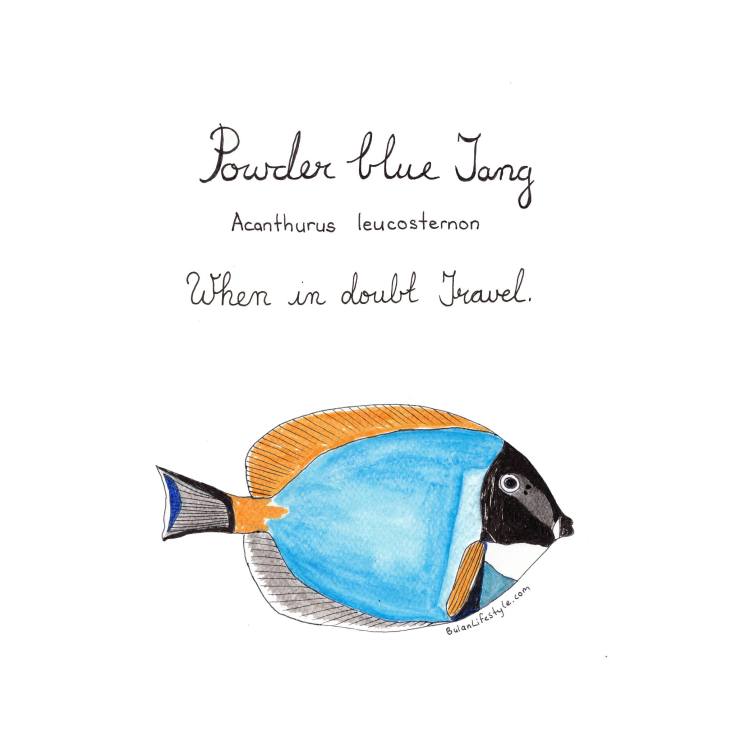 Powder blue tang. Acanthurus Leucosternon