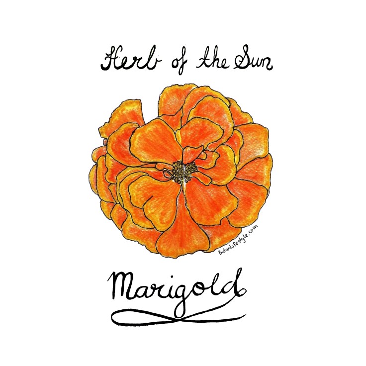 Marigold. Herb of the sun