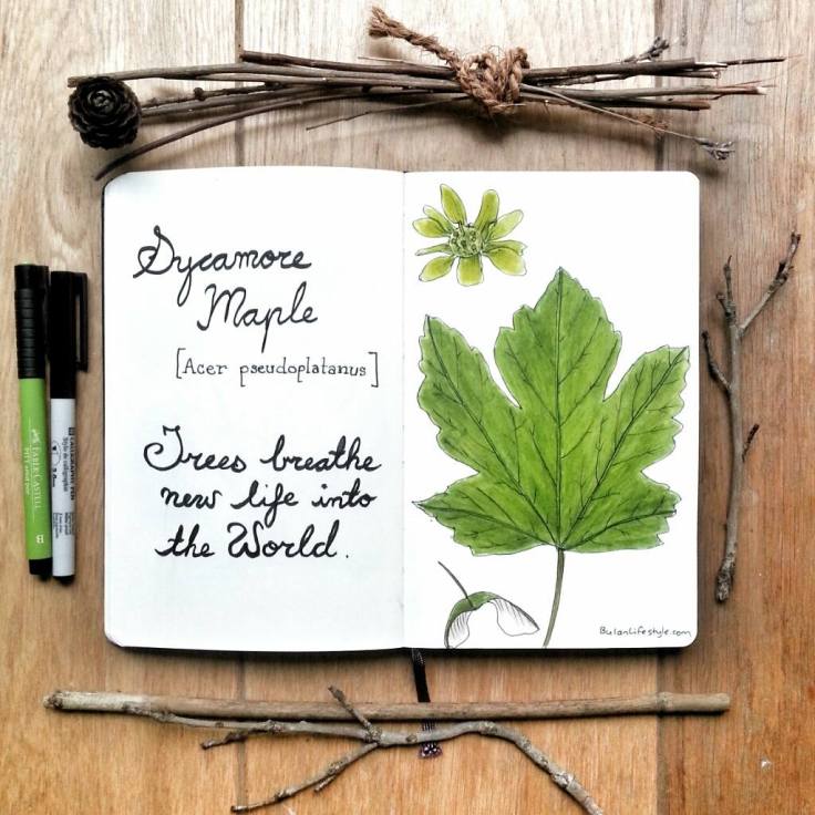 13350244_1124014160952676_6331071282922677312_o