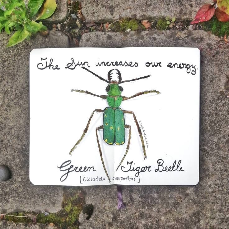 927 Green Tiger Beetle