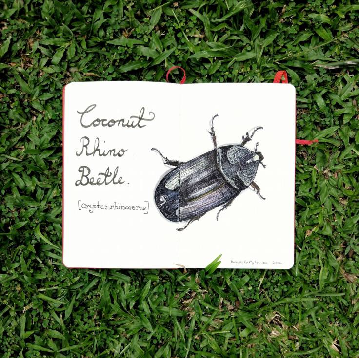994 coconut rhino beetle