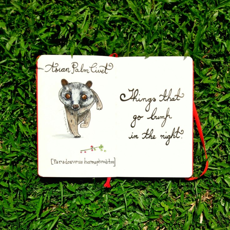1000 Asian Palm civet