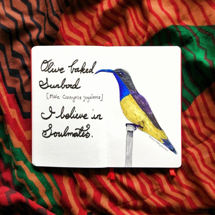 1015 olive backed sunbird.