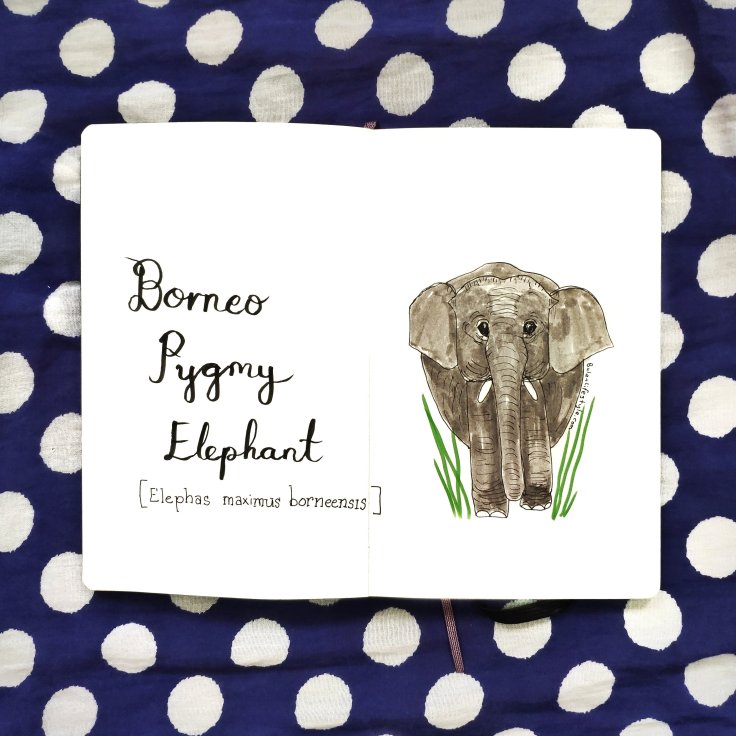 Borneo pygmy elephant