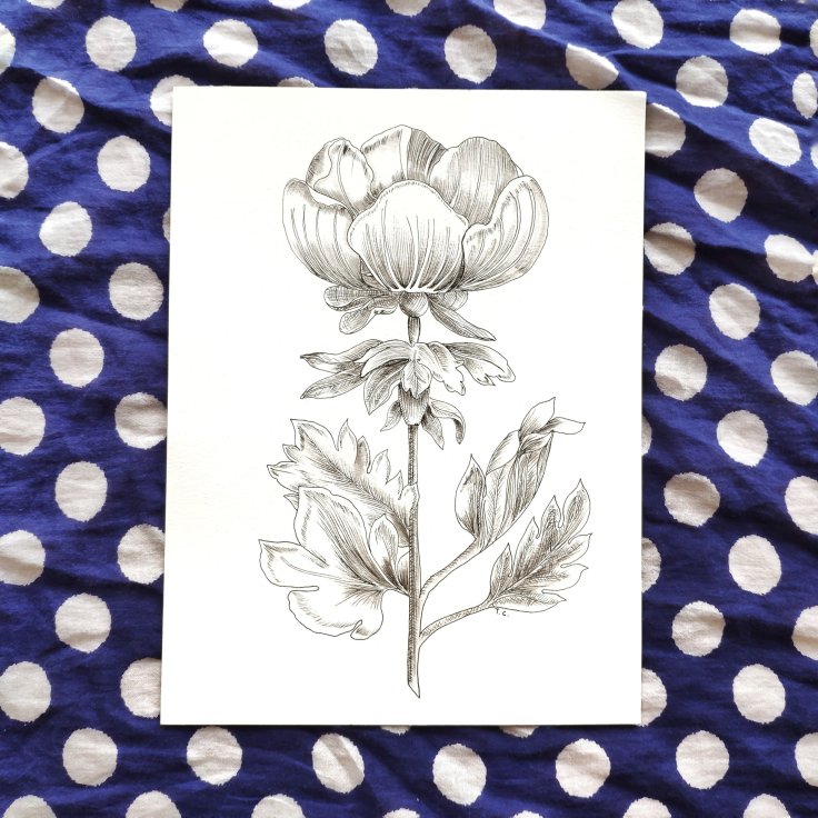 Botanical illustration #1