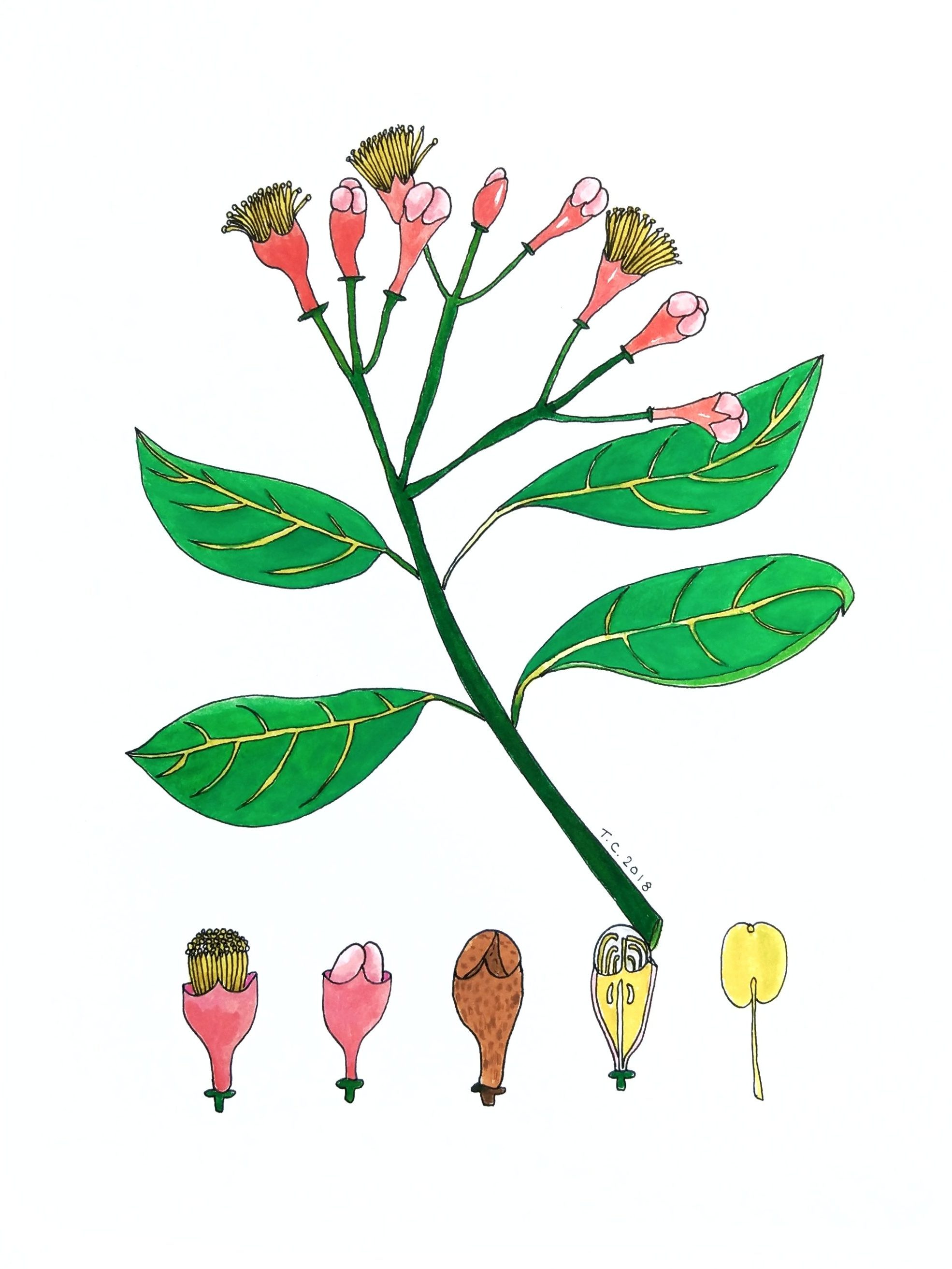 Clove botanical painting on paper by Tiffany Choong