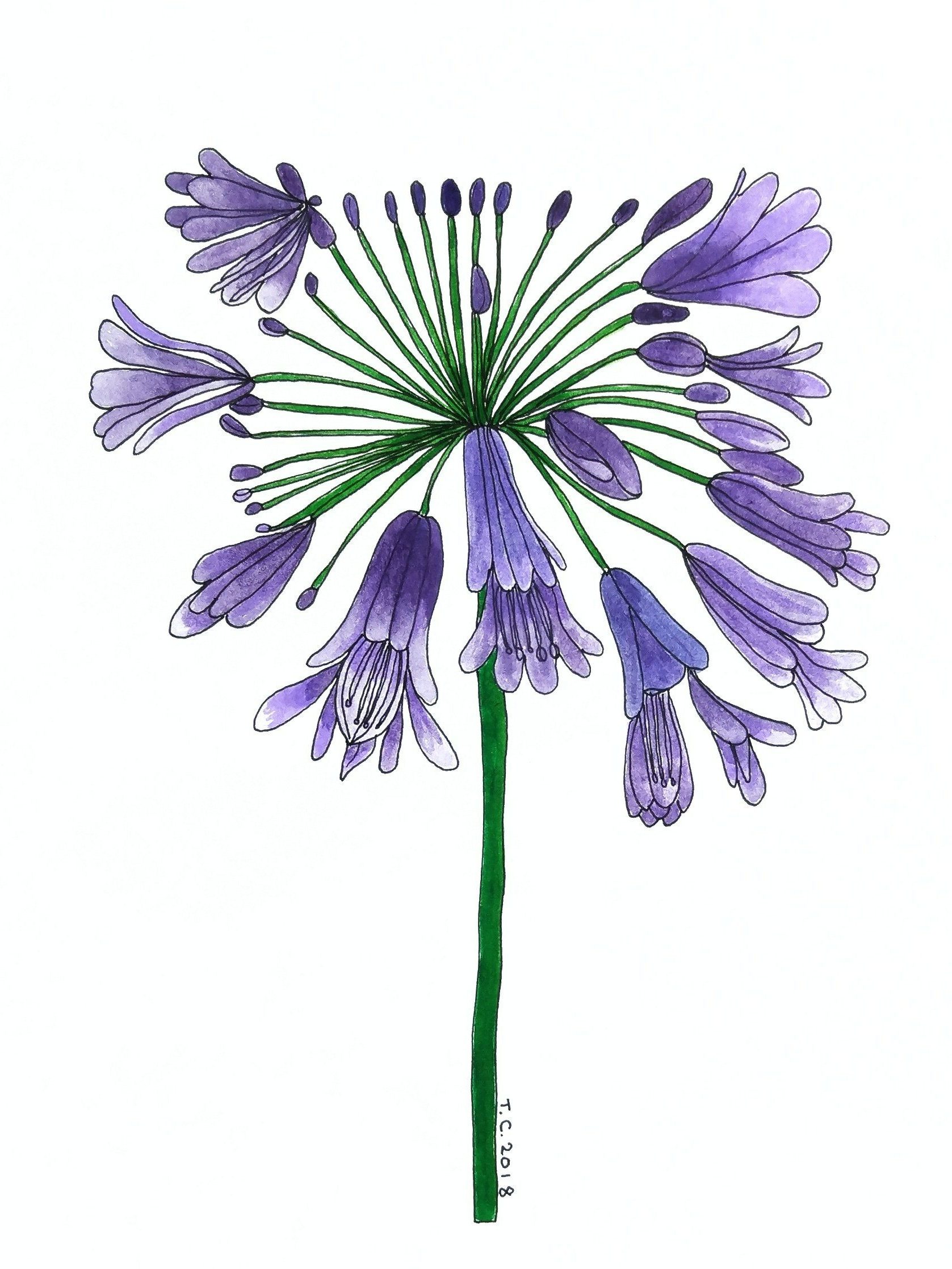 Agapanthus botanical painting on paper by Tiffany Choong