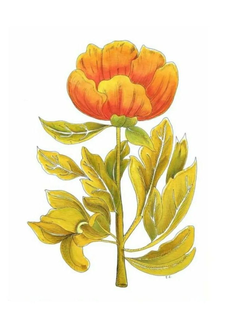 Tulip botanical painting on paper by Tiffany Choong